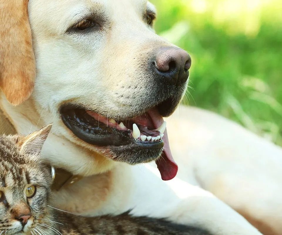 A yellow Labrador lying in the grass