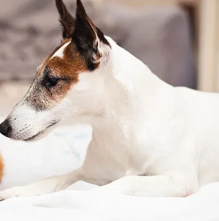 A white and brown terrier lying on a bed