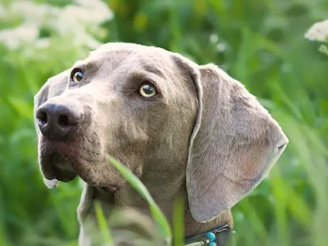 A Weimaraner among tall grass and wildflowers