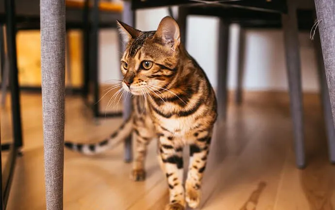 A Bengal cat walking across a wooden floor