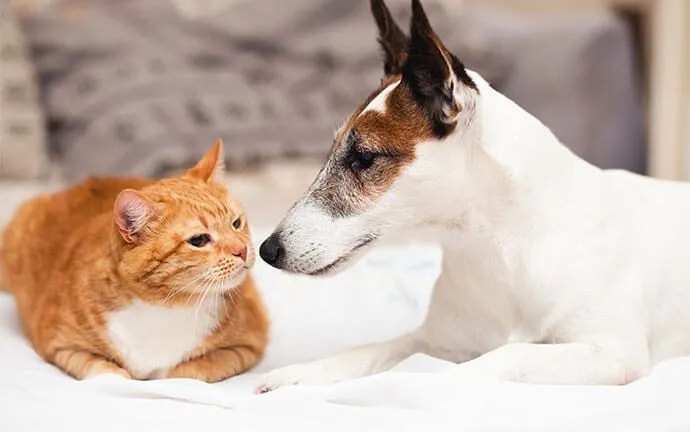 An orange cat and a white dog nose to nose