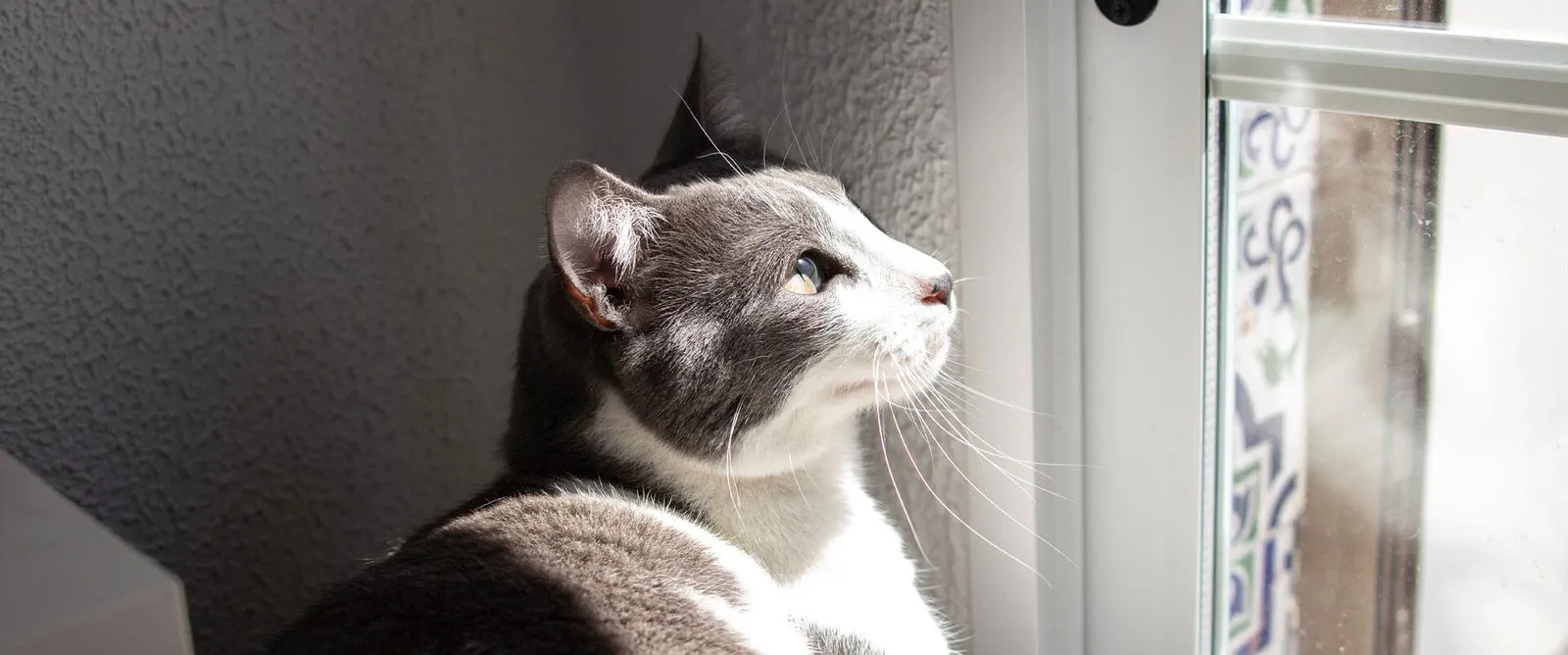 A gray and white cat looking out a window