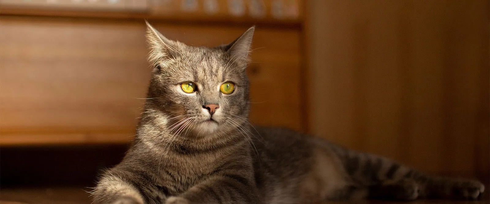 A gray cat lounging on a wooden table