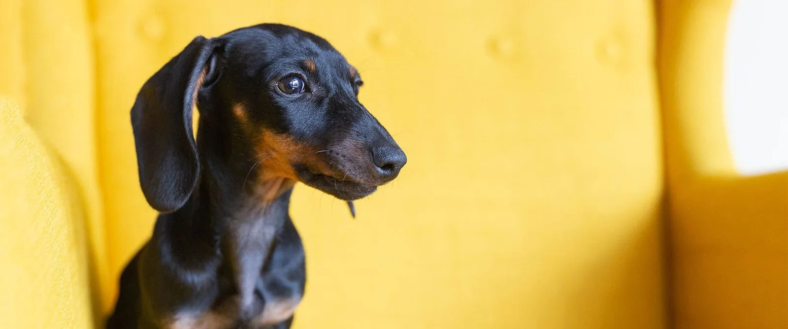 A dachshund sitting on a yellow armchair