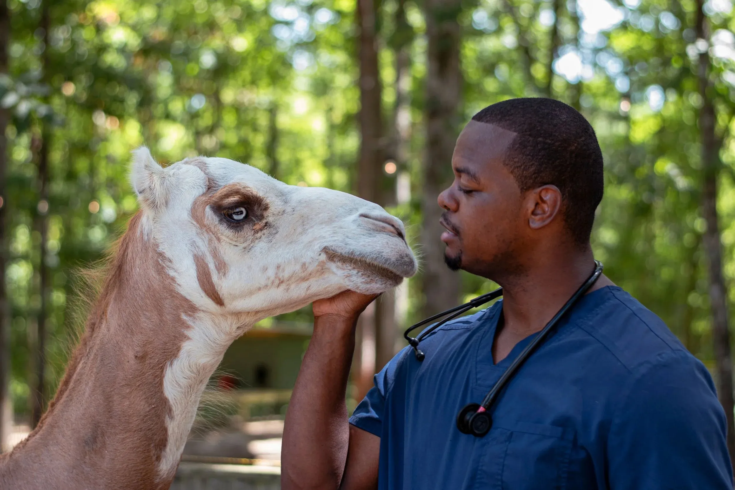Dr. Kevin Scruggs in blue scrubs, holding a camel's chin as they stand face to face among the trees