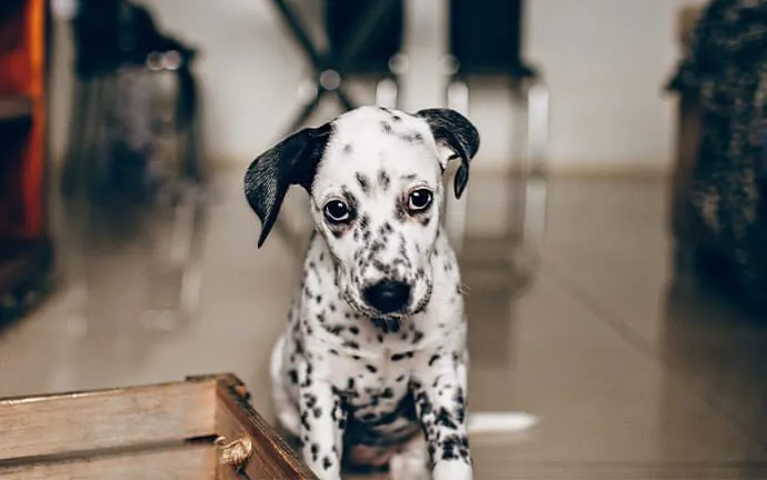 A Dalmatian puppy sitting on a wooden floor