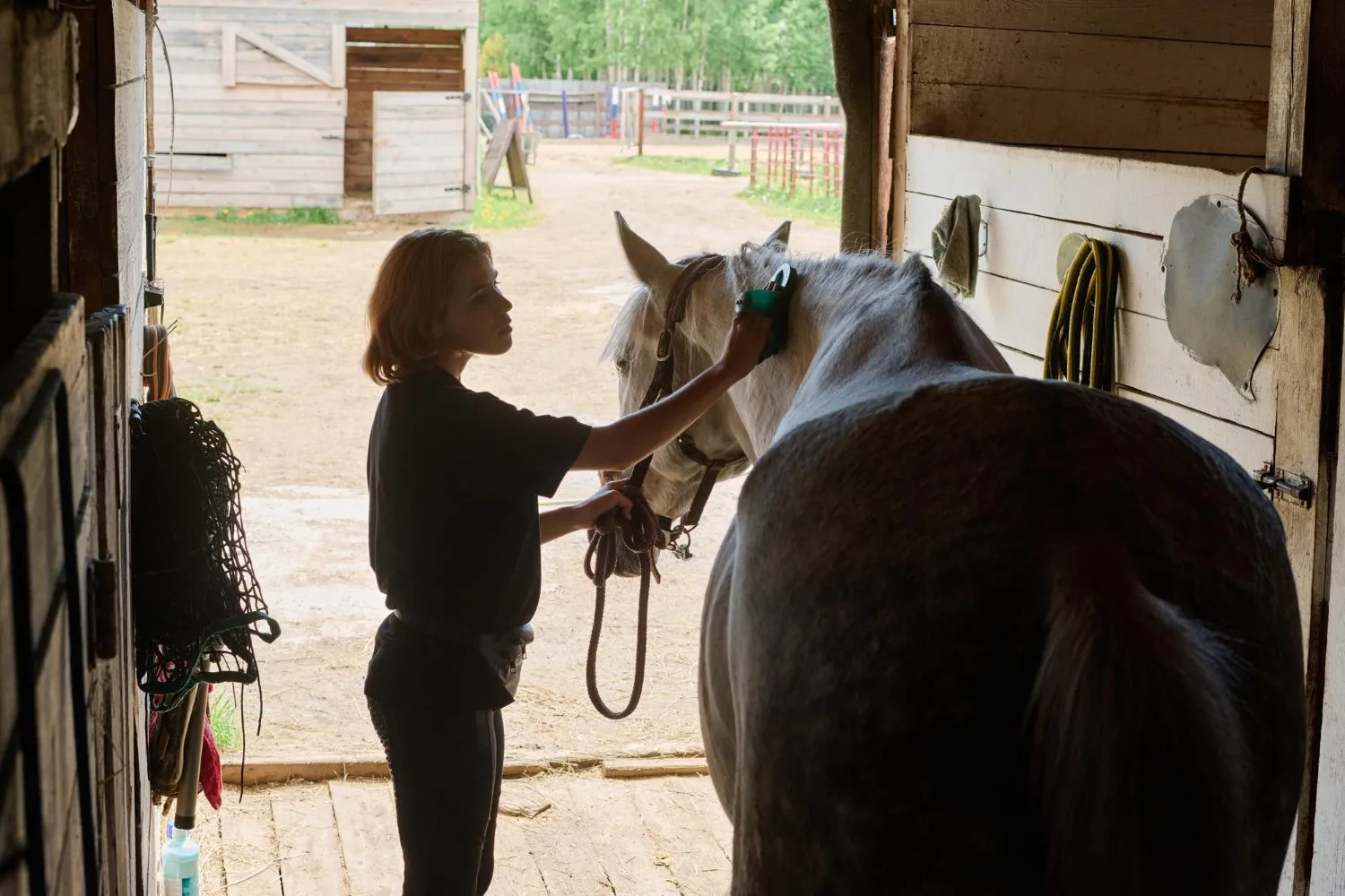 A woman handling a dark horse in a barn aisle