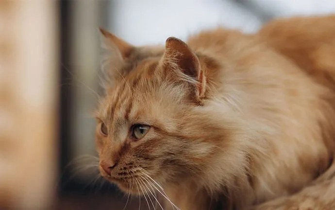 A close-up of an orange cat's face