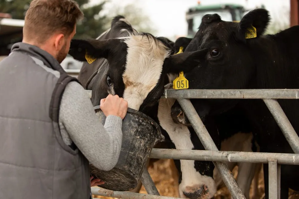 A farmer feeding dairy cattle at the feed rail