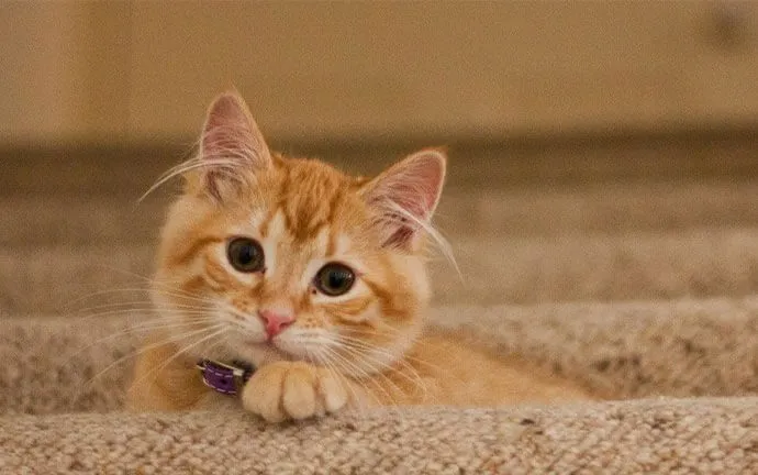 An orange kitten lying on a carpet