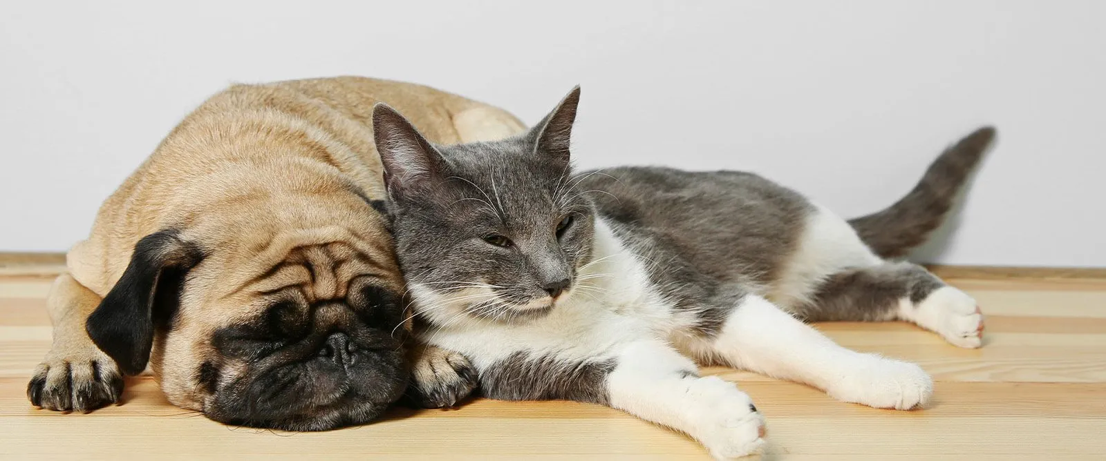 A pug and a gray and white cat lying together