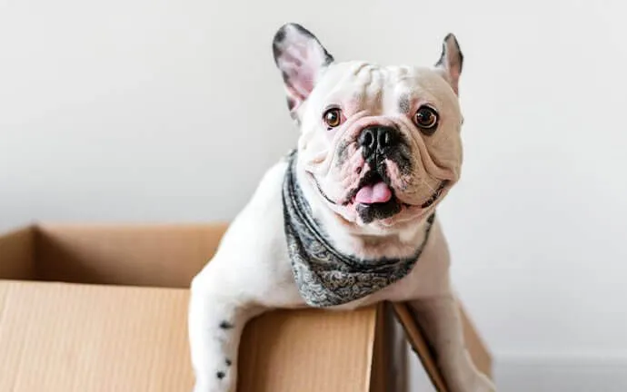 A bulldog peeking out of a cardboard box