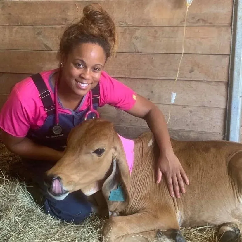 An Ark veterinarian with her arm around a calf in the hay