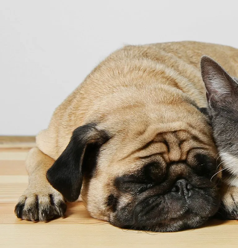 A pug resting its head on a wooden floor