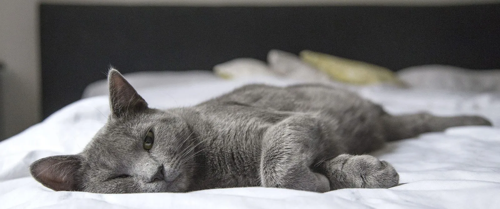 A gray cat lying on a bed