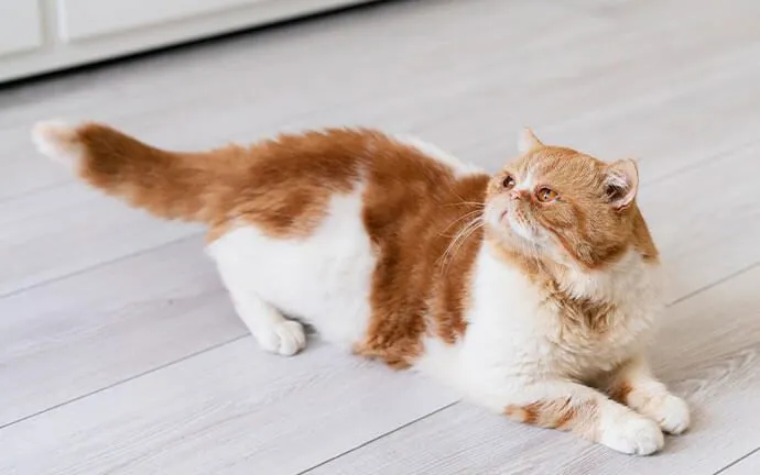 An orange and white cat stretching on the floor
