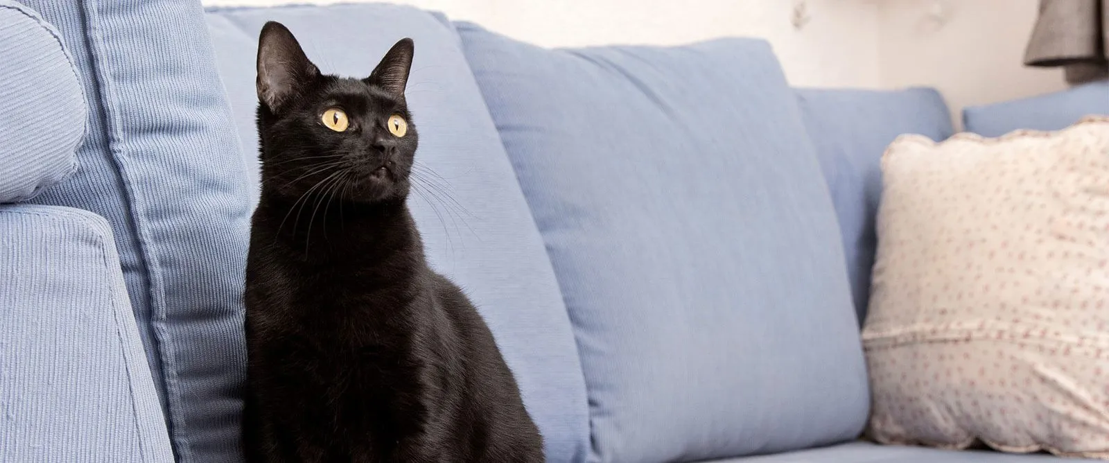 A black cat sitting on a blue sofa