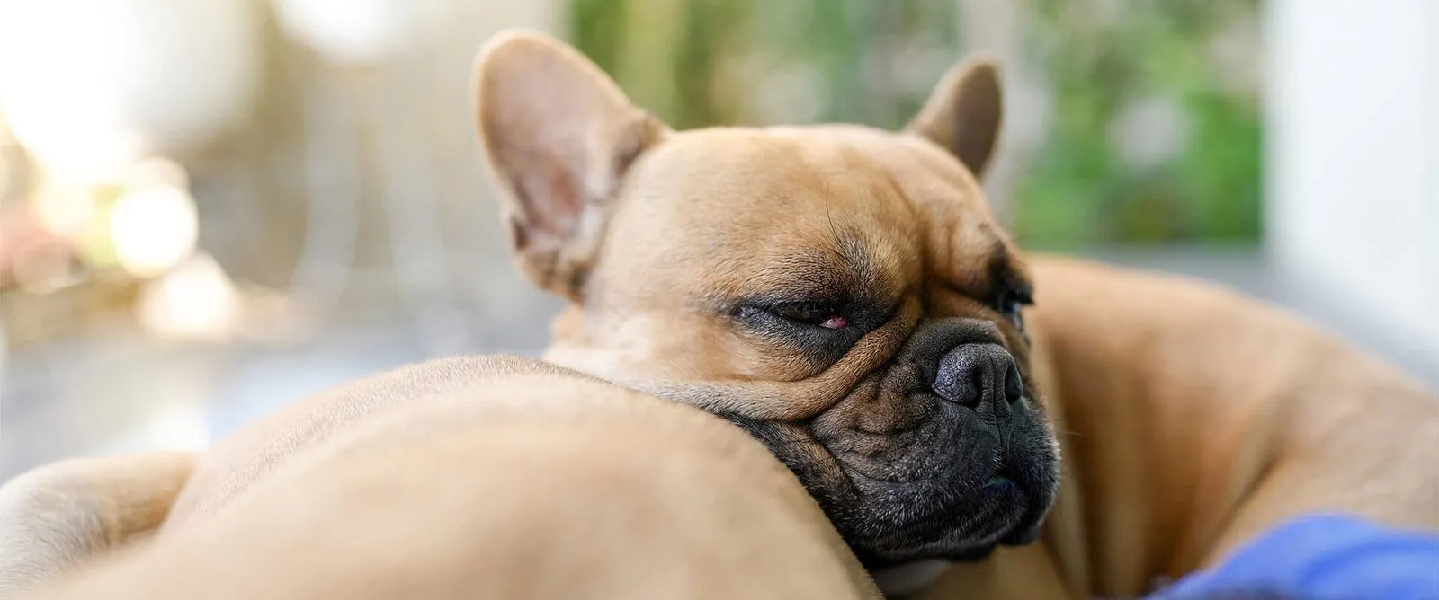 A French bulldog resting its head on a cushion