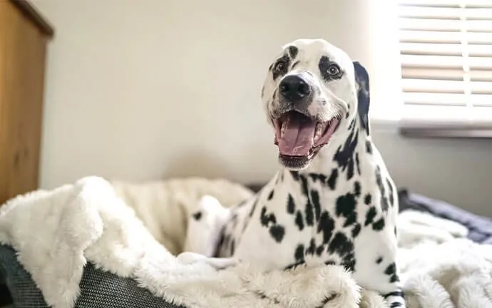 A Dalmatian smiling in its dog bed