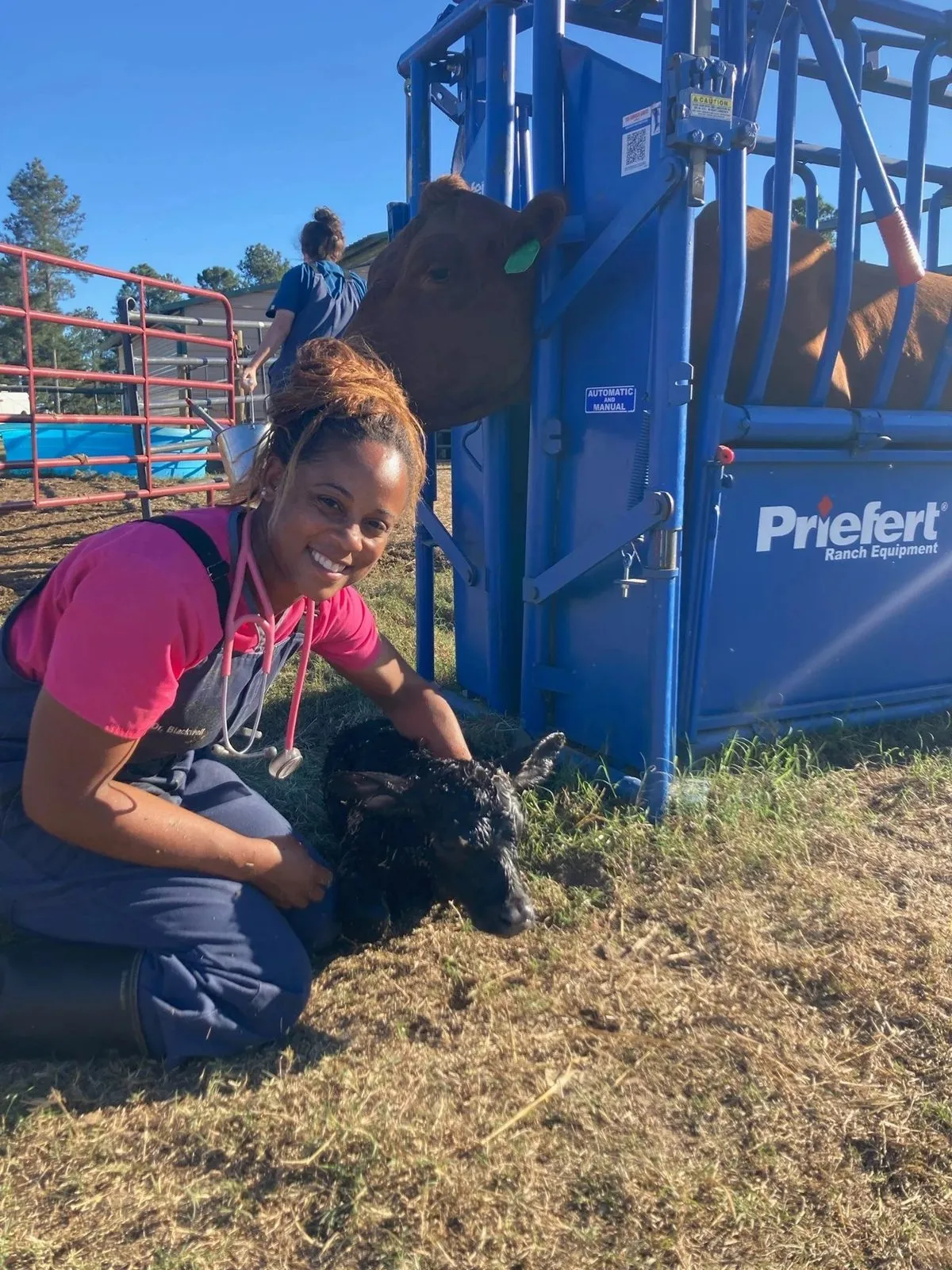 An Ark veterinarian kneeling beside a calf at a blue cattle chute