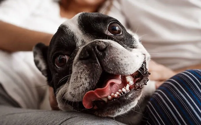 A grinning French bulldog on its owner's lap