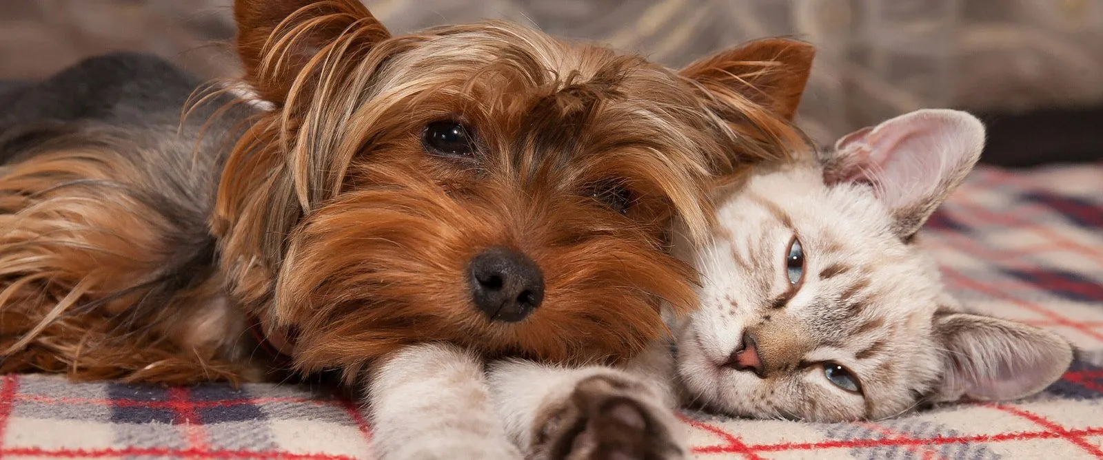 A Yorkshire terrier and a cat lying on a blanket