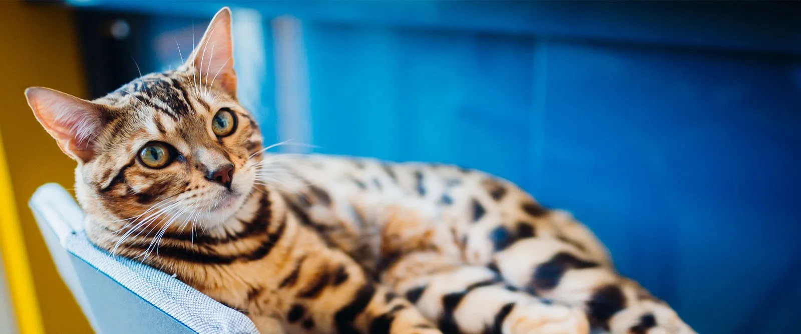 A Bengal cat lying on a blue chair
